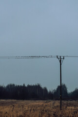 Birds on power line