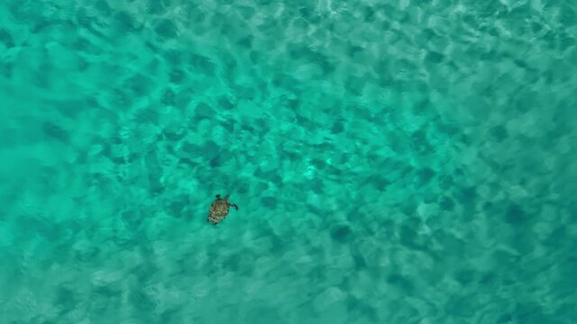 Wildlife nature background. Sea turtle swimming in clear turquoise blue water. Travel to paradise tropical island with beautiful transparent green sea. Sunny summer aerial view 4K. Rippling texture