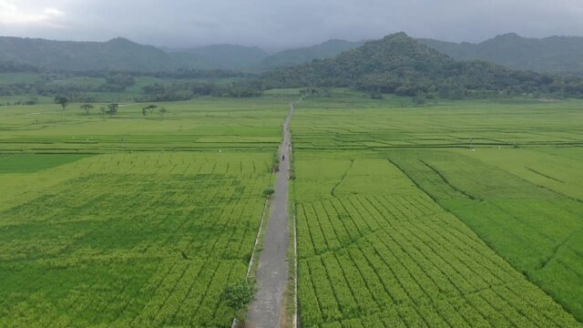 Aerial Dron of ricefields in Yogyakarta. Gebleg Pari Yogyakarta