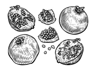 Pomegranate fruit set. Food sketch vector illustration