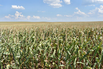Young green corn field in summer