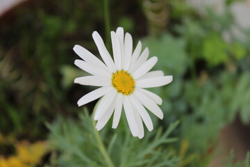 Margarita de c&eacute;sped