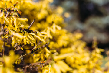 Large bush of yellow flowers of Forsythia plant or Easter tree, in a garden in a sunny spring day