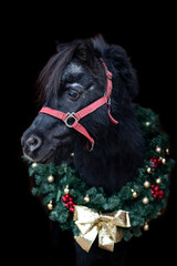 Beautiful chestnut brown horse mare stallion isolated on black background with christmas wreath. Elegant portrait of a beautiful animal.