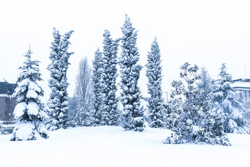 PAISAJE DE PINOS CUBIERTOS DE NIEVE POR TEMPORAL DE FRÍO EN ESPAÑA