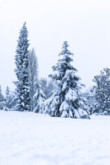 PAISAJE DE PINOS CUBIERTOS DE NIEVE POR TEMPORAL DE FRÍO EN ESPAÑA
