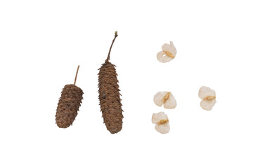 European tree fruit and see isolated in white background