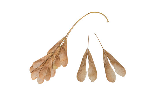 European tree fruit and see isolated in white background