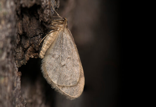 winter moth male
