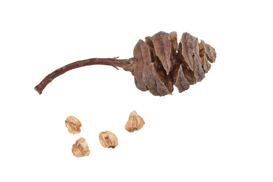European tree fruit and see isolated in white background