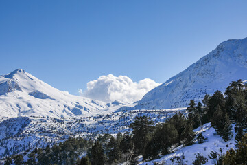 Fototapeta na wymiar Scenery of snow mountains with pine trees. Winter landscape with blue sky in Antalya Turkey