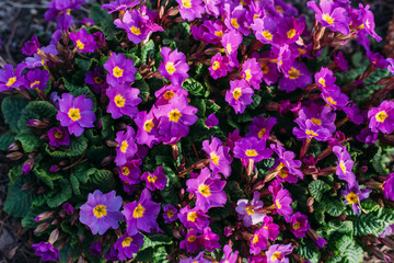 Spring Purple Flowers Perennial primrose or primula in the spring garden. Primroses in spring.
