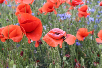 Fototapeta premium Mohnblumenfeld