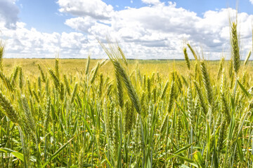 an agricultural field