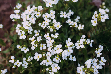 White small flowers of arabis. Arabis caucasica is a species of flowering plant. Arabis in spring garden.