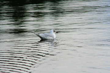 A view of a Black Headed Gull