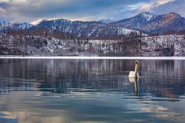cisne en el lago mirando a camara 