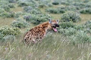 Tuinposter Gevlekte hyena giechelt in savanne op een wazige achtergrond © Ecb Creators/Wirestock