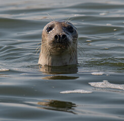 seal in the water