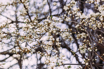 Spring, blooming Cherry tree. Blooming tree, many white flowers and buds with blurred background.