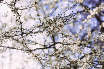 Spring, blooming Cherry tree. Blooming tree, many white flowers and buds with blurred background.