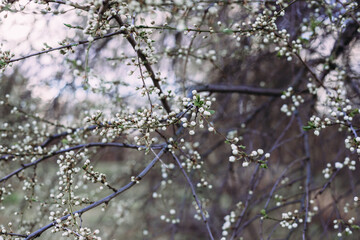 Spring, blooming Cherry tree. Blooming tree, many white flowers and buds with blurred background.