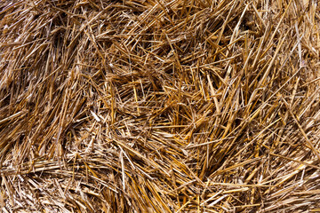 haystacks of rye straw