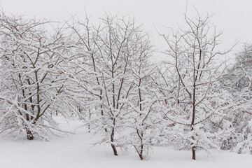 Fototapeta na wymiar Winter forest with snowed trees