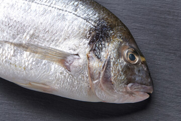 Fresh uncooked dorado fish on gray stone and kitchen table. Top view.