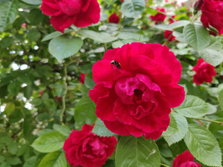blooming red rose in a garden