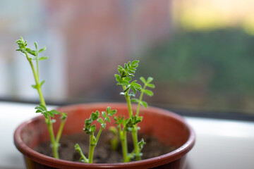 Chickpea sprouts in a pot. Growing plants at home