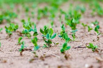 crop of high-quality pea food products