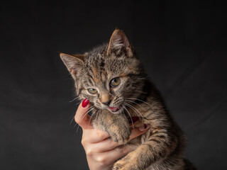 Portrait of a 2-3 month old kitten that opens its mouth and looks