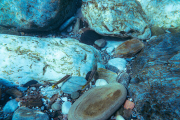 Underwater photo near the coast of flora and fauna on rocky seabed
