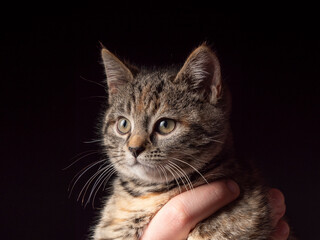 A portrait of a 2-3 month old kitten that sits in arms and looks