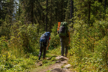Tourists with large backpacks walk through the woods in the mountains.