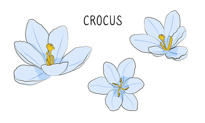 Crocus flowers isolated on white background. Stock vector illustration.