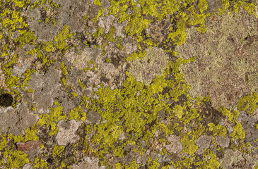 The texture of the stone is covered with green lichen. The surface of an old stone.