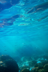 Underwater photo near the coast of flora and fauna on rocky seabed