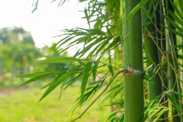 Fototapeta na wymiar green natural Asian background of bamboo shoot at bamboo garden in the morning sunrise.