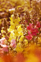 Background with flowers. Spring flowers concept. For design. Nature.