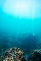 Obraz premium Underwater photo near the coast of flora and fauna on rocky seabed