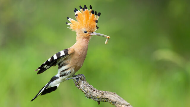 Eurasian hoopoe, upupa epops, landing on a twig with open crest in summer nature. Bird with orange plumage and black and white stripes on wings sitting on a twig and holding insect in beak.