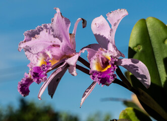  Cattleya trianae,La flor de mayo o lirio de mayo pertenece a la familia de las orquídeas, es una...