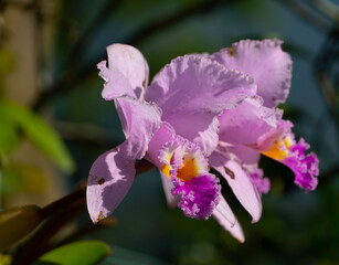  Cattleya trianae © hernan ceballos duqu