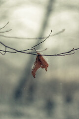 branches of a tree in winter