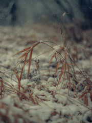snow on the grass