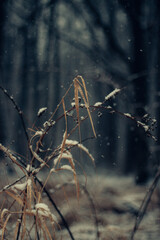 autumn leaves in the forest