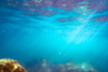 Fototapeta premium Underwater photo near the coast of flora and fauna on rocky seabed