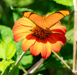 Lycaena 